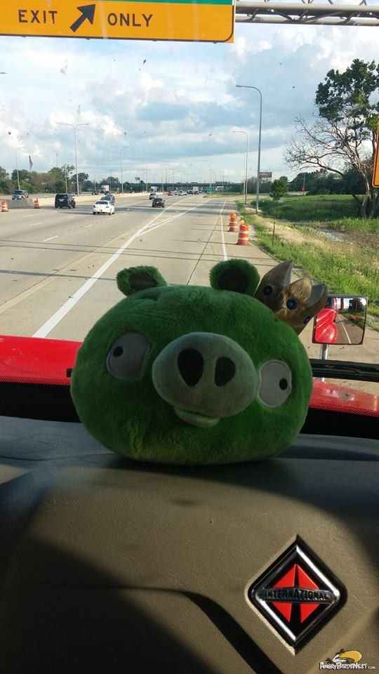 King Pig in Semi Truck by Joanna Strand