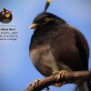 Black Bird.jpg