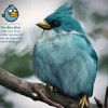 Blue Bird.jpg