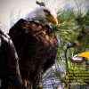 Mighty Eagle Bird.jpg