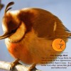 Orange Bird.jpg
