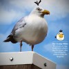 White Bird Chubby.jpg