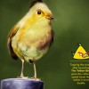 Yellow Bird.jpg
