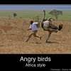 angry birds african style