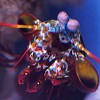 Peacock Mantis Shrimp