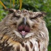 Eurasian Eagle Owl