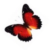 common lace wing bright red_turned2.jpg