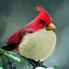 real-life-angrybirds-red-bird.jpg