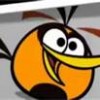 orange  bird.jpg