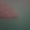 whale shark 10.png