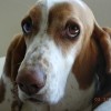 Dixie