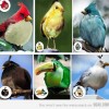 Angry-Birds-Do-Exist.jpg