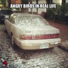 Angry-birds-in-real-life.jpg