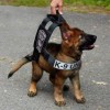 Cute Police Puppy