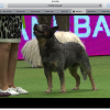 ACDCrufts2016.png