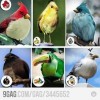 Real Life Angry Birds.jpg