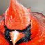Profile picture of Aar