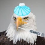 Profile picture of ill-Eagle