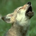 Profile picture of Opinicus