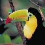 Profile picture of ToucanB83