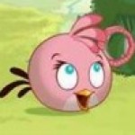 Profile picture of pink bird