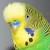 Profile picture of budgie