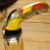 Profile picture of toucanne
