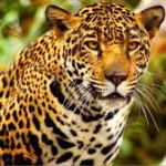 Profile picture of Jaguar