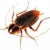 Profile picture of TheCockroach