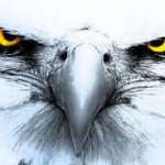 Profile picture of American Eagles