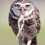 Profile picture of HootyHoot